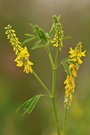 Gelber Steinklee (Melilotus officinalis)