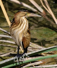 Zwergrohrdommel Junior