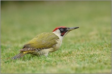 regennaß... Grünspecht *Picus viridis*