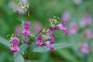 Springkraut