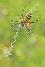 Argiope Bruennichi