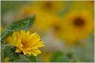 Sonnenblumen
