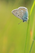 Polyommatus Icarus