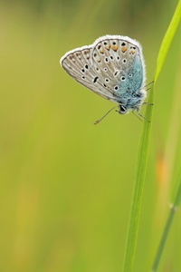 Polyommatus Icarus