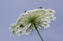 Blütenstand der Wilden Möhre (Daucus carota subsp. carota)