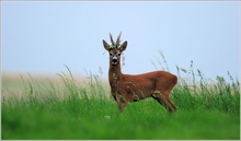 Rehbock (Capreolus capreolus)