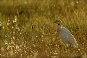 ~In der Morgenwiese~