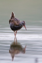 Wasserralle im Spiegel