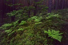 Kiefernwald - neue Bearbeitung