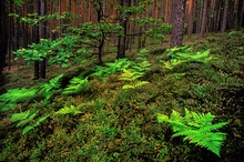 Im Kiefernwald (bearbeitet)