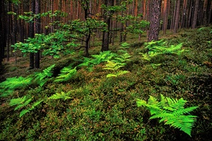 Im Kiefernwald (bearbeitet)