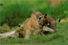 Luchs (lynx lynx)