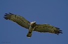 Schlangenadler über der Camargue ...