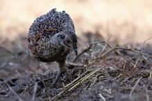 junger Fasan (Phasianus colchicus) bei der Nahrungssuche