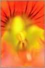 ~ feurig ~
