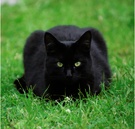 Kater Suri