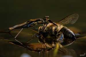 Wassläufer an Biene