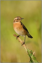 zugewandt... Braunkehlchen *Saxicola rubetra*