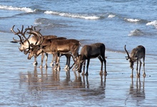 Rentiere am Strand