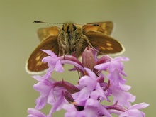 Bockkäfer in Orchidee