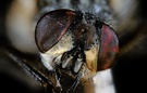 weibliche Stubenfliege (Musca domestica)