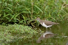 Flussuferläufer (Actitis hypoleucos)