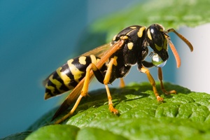 Französische Feldwespe (Polistes dominulus)