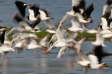 Vogelschwarm aus Lachmöwen und Kiebitzen