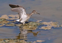 Bruchwasserläufer (Tringa Glareola)