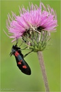 Erdeichel-Widderchen (Zygaena filipendulae)