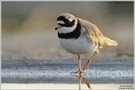 Sandregenpfeifer (Charadrius hiaticula)