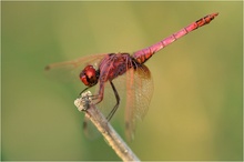 Trithemis annulata