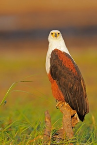 Schreiseeadler