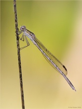 Sibirische Winterlibelle (Sympecma paedisca)