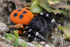 „Rote Röhrenspinne“