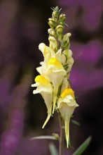 Echtes Leinkraut (Linaria vulgaris)