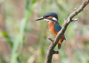 Eisvogel