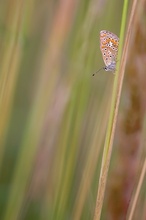 Tief im Gras - P. icarus
