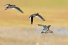 Rotschenkel im Landeanflug