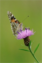 Vanessa cardui