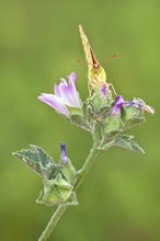 Colias crocea