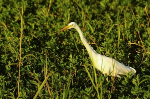 Silberreiher (Casmerodius albus)