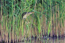 Zwergrohrdommel im Biotop