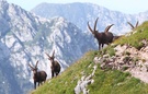 Steinböcke in den Alpen 1 (oder: ..."so lange die Füße tragen")