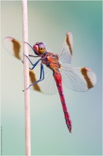 Gebänderte Heidelibelle (Sympetrum pedemontanum)