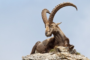 Steinbock in Pose