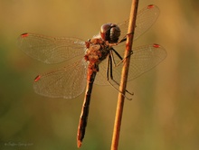 Große Heidelibelle (Sympetrum striolatum) ...