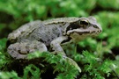 Grasfröschchen auf Moospolster