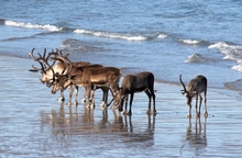 Rentiere am Strand