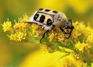 Pinselkäfer auf Greiskraut